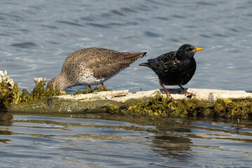 Etourneau sansonnet, Sturnus vulgaris, Common Starling, Chevalier gambette,Tringa totanus, Common Redshank
