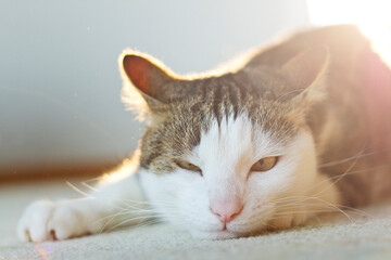 Fototapeta premium Portrait of a cat resting on a carpet
