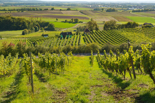 Weinberge am Falkenberg und historische Weinbergh&auml;uschen bei Falkenstein, Gemeinde Donnersdorf, Landkreis Schweinfurt, Unterfranken, Franken, Bayern, Deutschland