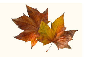 2 feuilles de platane 