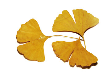 Naklejka premium 3 feuilles de gingko biloba