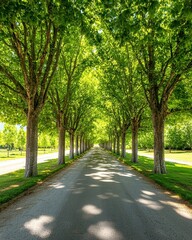 Fototapeta premium A long tree lined path creates a symmetrical tunnel of green foliage over a gravel road