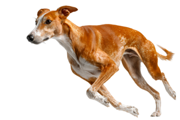 Azawakh dog running on a white background