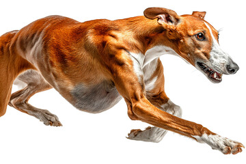Azawakh dog running on a white background