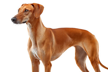 Azawakh seen in profile on a white background