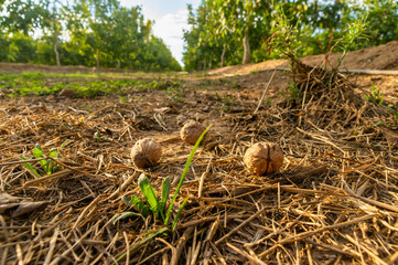 Autumn Abundance: Recently Fallen Walnuts on the Ground, Illuminated by the Golden Sunset Light, with Blurred Walnut Rows.