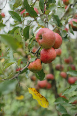 Red apples growing on tree branch in autumn