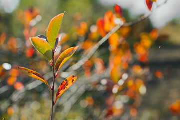 Plant stem with vibrant autumn leaves changing color