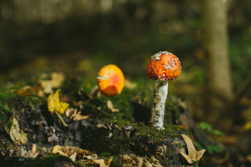 Fly agaric mushroom growing on mossy forest floor