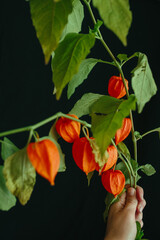 Hand holding physalis plant for autumn decoration