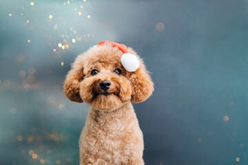Close-up small ginger poodle dog in a Santa cap on a blue-green background. Pet's portrait. Christmas greetings card, front view