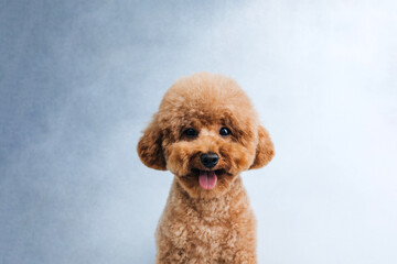 A small red poodle with a protruding tongue on a grey background, close up. Front view