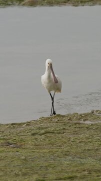 Eurasian spoonbill bird foraging in shallow water