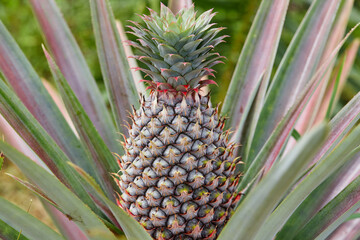 Fototapeta premium Pineapple growing on plant