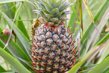 Pineapple growing on plant