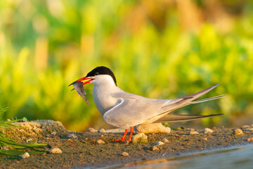 Bird - male Common tern sterna hirundo with small fish on beak, spring time Poland Europe
