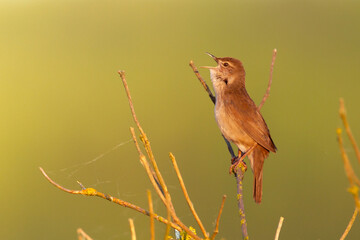 Bird Savi's warbler singing on a reed stalk. Song bird in the nature habitat. Locustella luscinioides spring time sunset in the morning Poland Europe