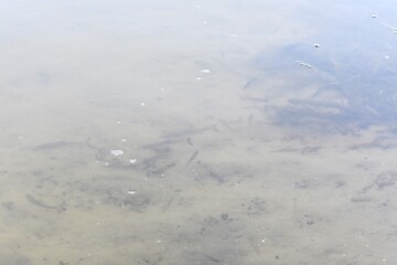 surface of the water in the lake, close-up of photo with fishes