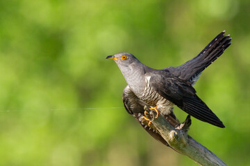 Bird - Cuckoo, Cuculus canorus, single bird - male on green background spring time Poland Europe