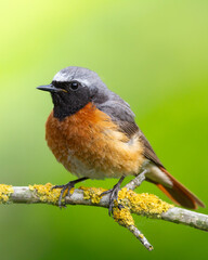 Bird male Redstart Phoenicurus phoenicurus small bird on green background spring time Poland Europe
