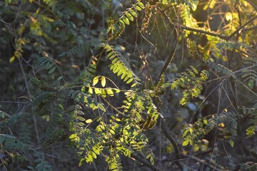 Leaves and branches of a tree in the forest in autumn