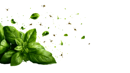 Fresh basil leaves and airborne insects splash