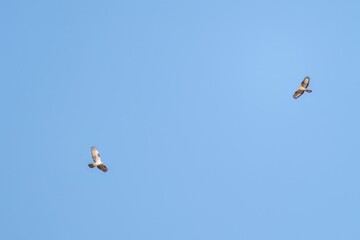 Two European honey buzzards soaring in clear blue sky