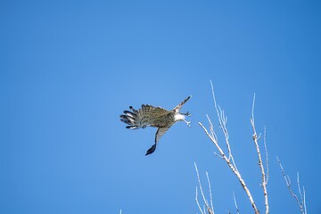 Short-toed eagle in full flight, against a blue sky.