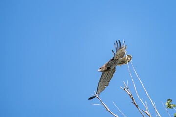 Short-toed eagle in full flight, against a blue sky.