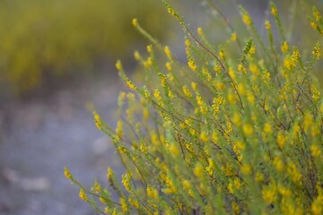 Small yellow flowers on the ground in the forest in summer season, close-up