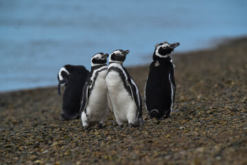 Fototapeta premium Magellanic penguin, Caleta Valdes, peninsula Valdes, Chubut Province, Patagonia Argentina