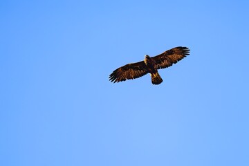 Golden eagle soaring with wings fully extended in blue sky