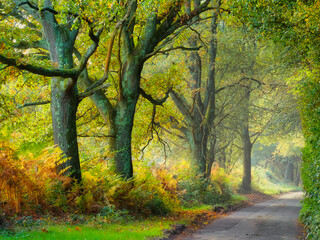 Autumn down the lane
