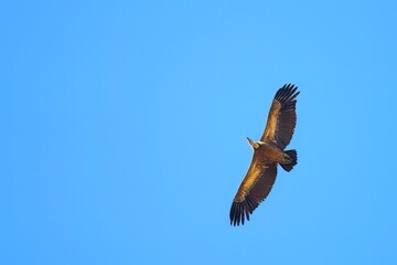 Griffon vulture soaring with wings fully spread in clear sky