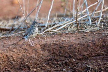 Crested lark standing on dry ground with scattered twigs and stems
