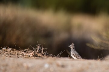 Crested lark standing on dry ground with scattered twigs and stems
