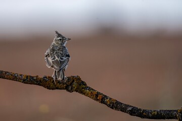Thekla's lark perched on a lichen-covered branch