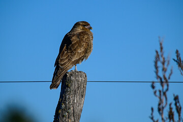 Caracara chimango portrait , La Pampa province, Patagonia , Argentina
