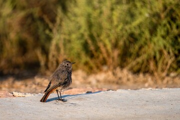 Black redstart bird standing on sunlit concrete surface