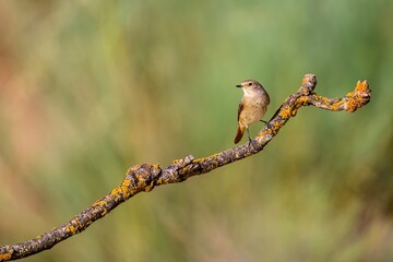 Female redstart perched on a lichen-covered tree branch