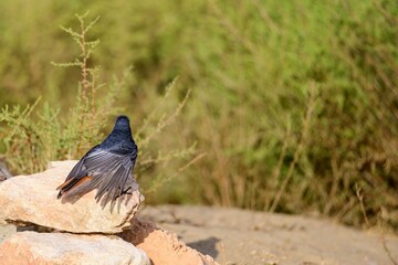 Black redstart male spreading wings while perched on sunlit rock