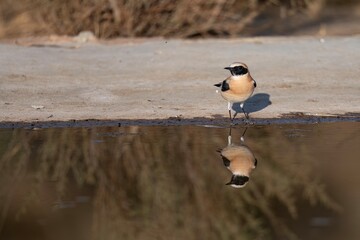 Male black-eared wheatear standing by the edge of a reflective water pool