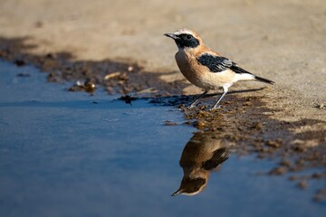 Male black-eared wheatear standing by the edge of a reflective water pool