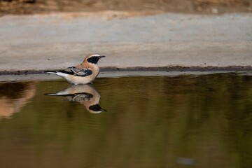 Female northern wheatear standing still near a calm water surface