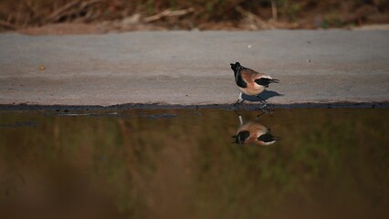 Female northern wheatear standing still near a calm water surface