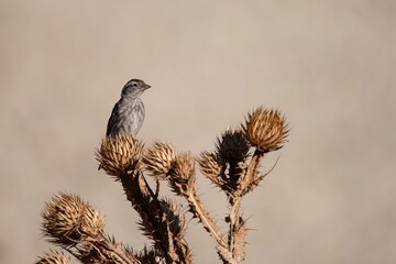 Rock sparrow perched on dry thistle with clean neutral background