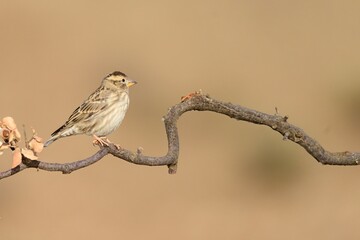 Rock sparrow perched on a lichen-covered branch with soft earthy background