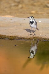 White wagtail Motacilla alba standing near water with reflection