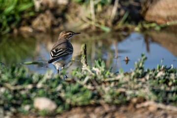 Juvenile yellow wagtail Motacilla flava walking near water edge