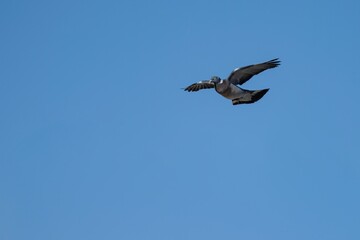 Common wood pigeon (Columba palumbus) flying against clear blue sky